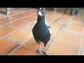 Wild australian magpie has learnt a cheeky new trick
