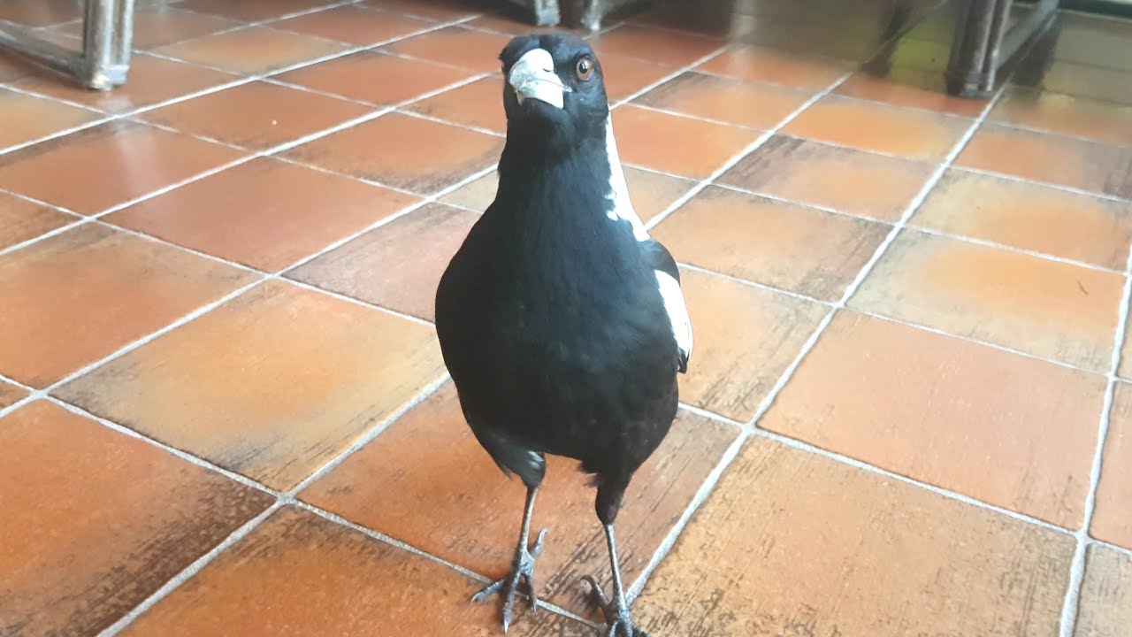 Wild Australian magpie has learnt a cheeky new trick!