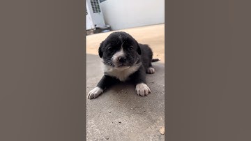 cute puppy crying and barking #petsempire #cutepet #cat #petsrule #cuteanimal #cutepuppy #tinypaws