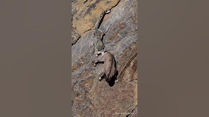 Snow Leopard Hunt - #snowleopard #Hunt #nishapurushothaman