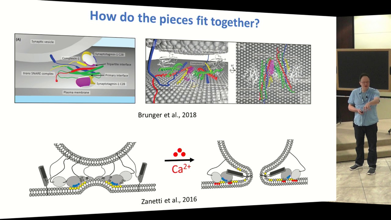 Nanoscale mathematical modeling of synaptic transmission... - 11 October 2018