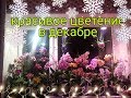 Орхидеи♥️Красивый обзор цветущих красавиц в декабре 👍