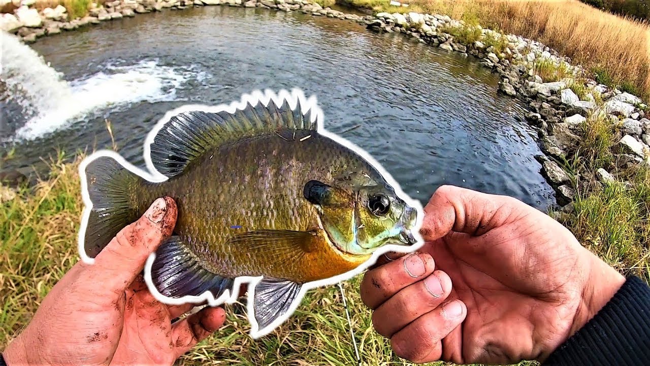 Fishing a SPILLWAY Stacked With CHUBBY BLUEGILLS