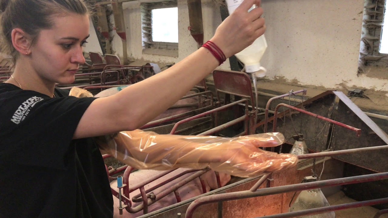 Опорос свиноматки . Sow giving birth 18+