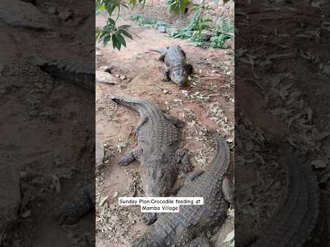 Crocodile Feeding At 3 4pm At Mamba Village Nairobi Kenya It Costs Kshs 200 For Adults 100 4 Kids
