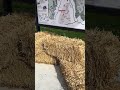 Straw Bales