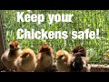 How to predator proof a chicken coop and run.