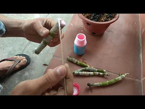 Nhân giống lan dendro thân to hoa đại