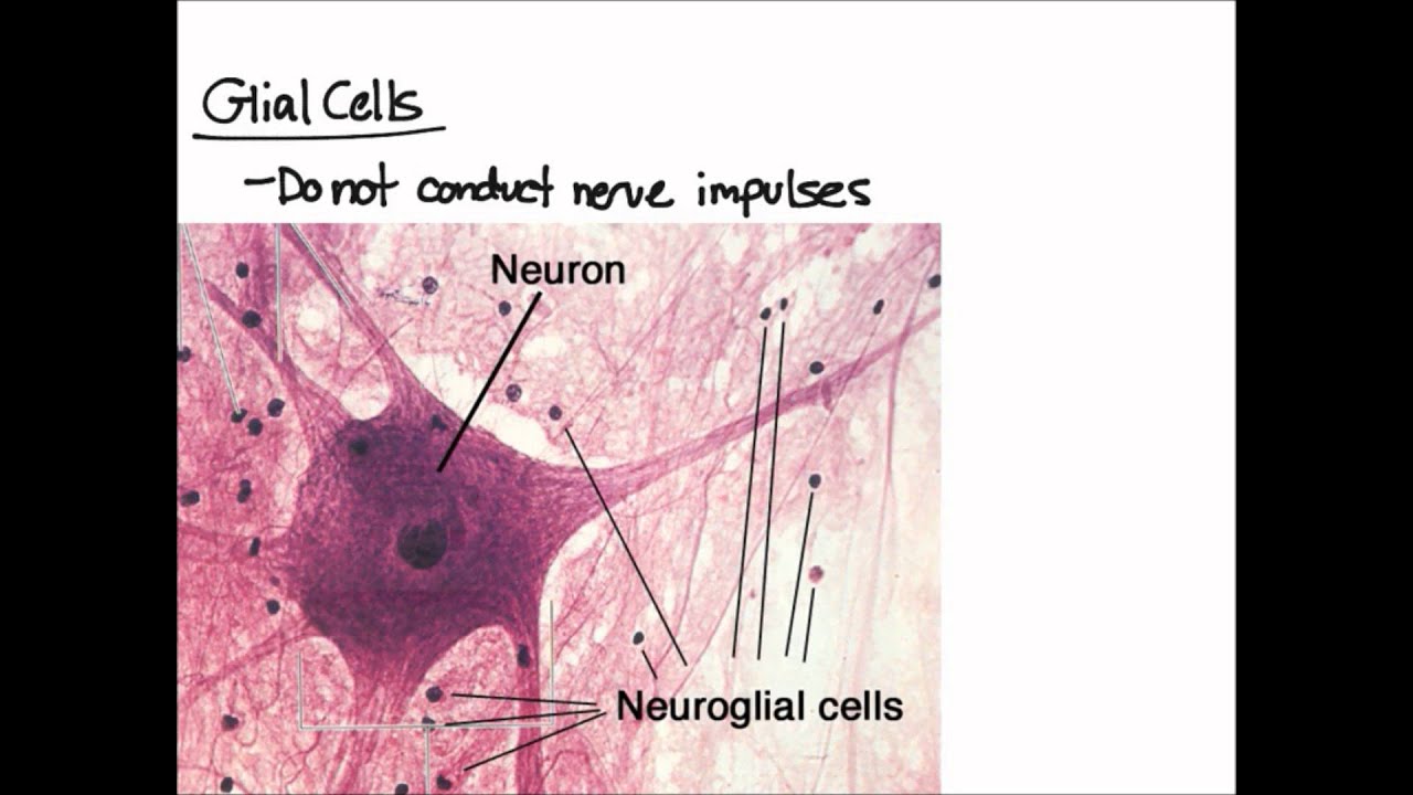 Nervous Tissue Overview - YouTube