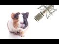 Pet Interviews - Guinea Pig (teaser)