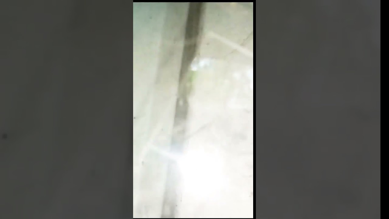 spider Web under microscope                 