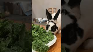 Wudge eating his salad ASMR #bunny #shorts #asmr #asmrsounds