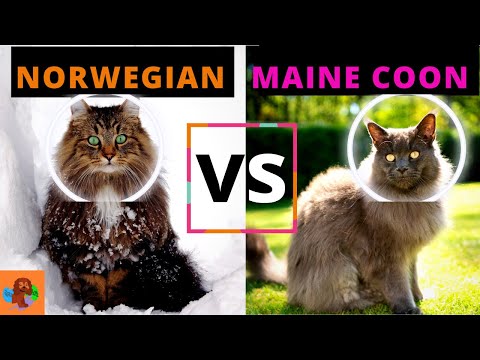 NORWEGIAN FOREST CAT VS MAINE COON CAT (Breed Comparison - Detailed) A Must Watch!