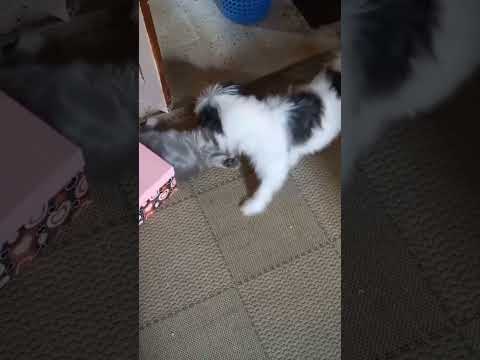 قطط كلاب كلاب مضحكة كوكي و بوسي الاشقيه