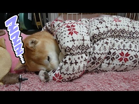 柴犬小春　【寝息ASMR】自分でマイクチェック完了！ぬくぬく簀巻き犬