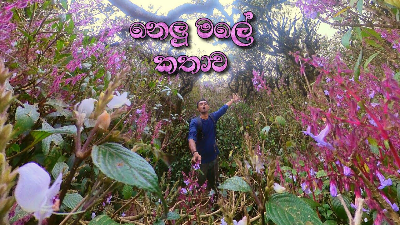 Nelu🪻| අවුරැදු 12කට වරක් පිපෙන නෙලූ මල් වසන්තය | Thotupola Kanda ⛰️ | Synchronized Flowering