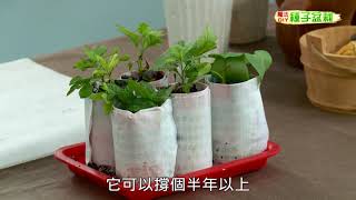 種子盆栽DIY教學 - 紙製育苗容器