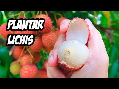 Como PLANTAR LICHIS o LITCHI en el Huerto | La Huerta de Ivan