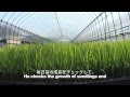 A Day of Japanese Rice Farmers Vol.5: Seeding and Raising seedlings
