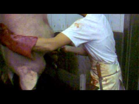 SLAUGHTERHOUSE: slaughtering pigs, knife stabbing, woman operating