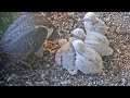 UW Oshkosh Peregrine Falcon- Sokoły wędrowne- Karmienia pięcioraczków🐥🌹🍀🐥🌹🍀🐥🌹🍀🐥🌹🍀🐥🌹🍀12/05/2024