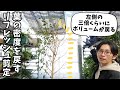 【観葉植物のプロが教える】スカスカになったベンジャミンを復活させる剪定方法。