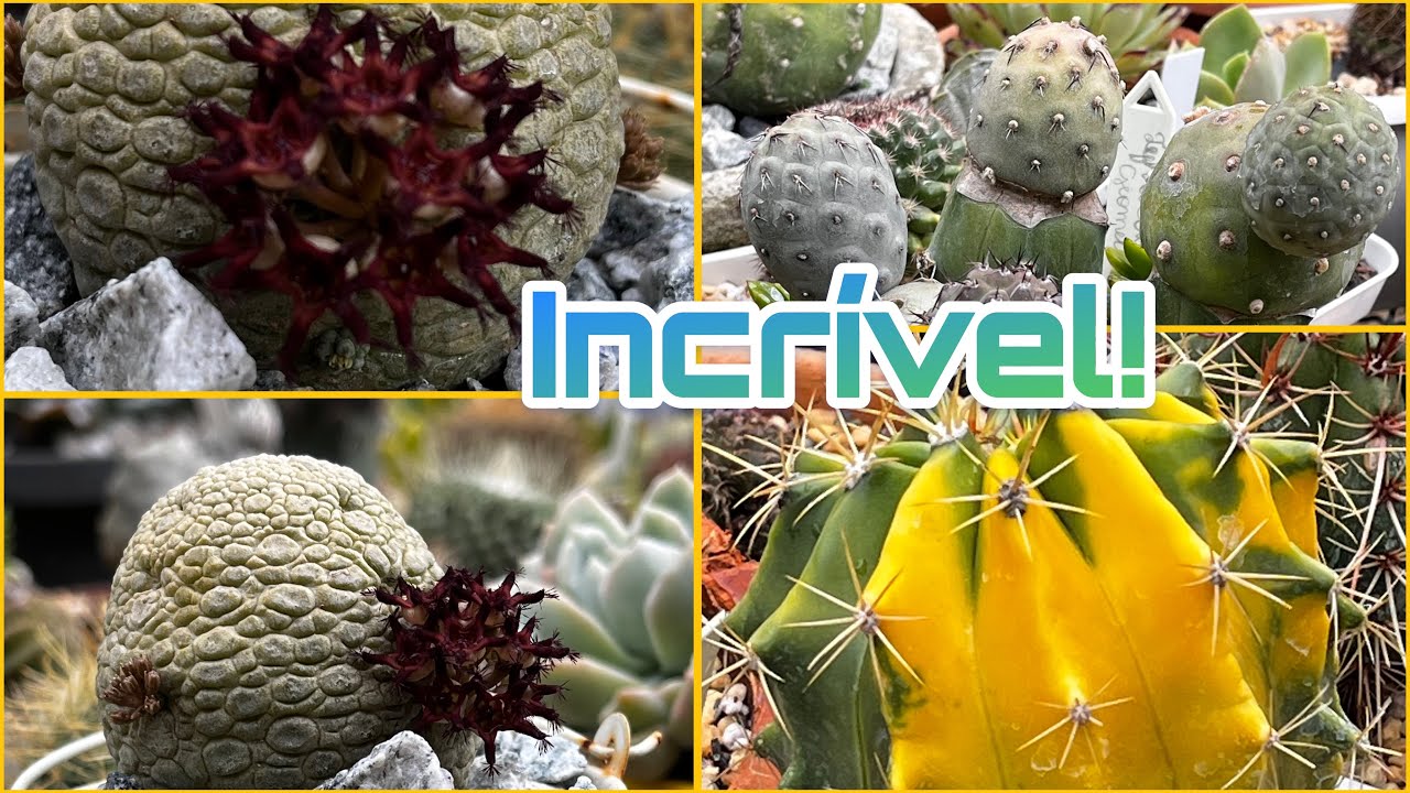 Tour Atualizado dos Meus Cactos 🌵 | Continuação + Uma Surpresa no Jardim!