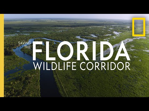 Wildlife in Florida - Animals Around The Globe