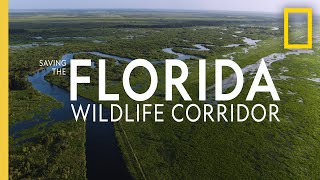 Saving The Florida Wildlife Corridor National Geographic