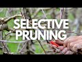 How To Pruning Weeping Cherry Tree 