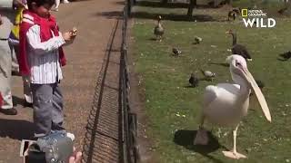 Pelican swallows a pigeon😮 . .