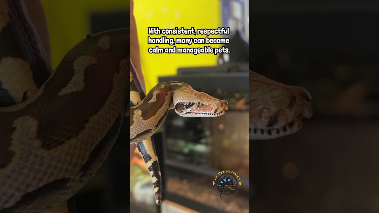 How big did you think this snake would get? #shorttail #borneoshorttailpython #snakes #pythons #pets
