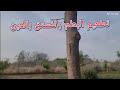تطعيم شجر البطم بالفستق بالعين Grafting Atlantic Duck Tree With Pistachios