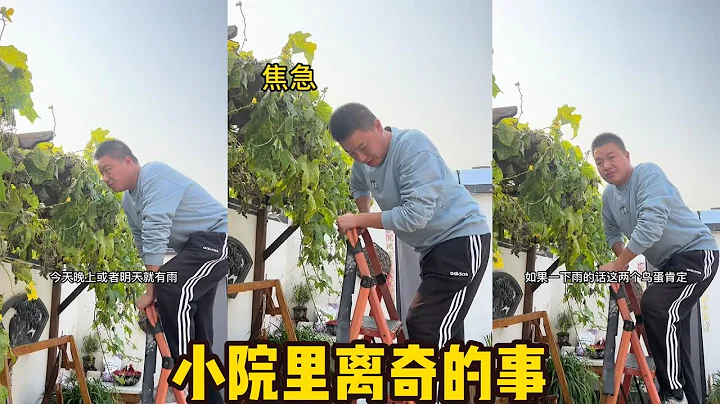 小院里发生的故事 | 你们有什么看法 - 天天要闻