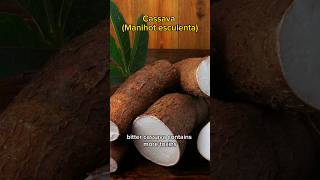 Download Lagu Deadliest food in the world: Cassava #food #foodshorts #cassava MP3 Download Lagu Deadliest food in the world: Cassava #food #foodshorts #cassava MP3