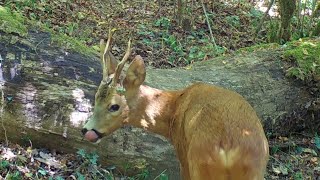 PIÈGE PHOTO ANIMAUX SEPTEMBRE 2020