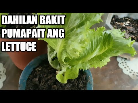 Video: Growing Head Lettuce - Mga Dahilan Kung Bakit Hindi Nabubuo ang Aking Lettuce