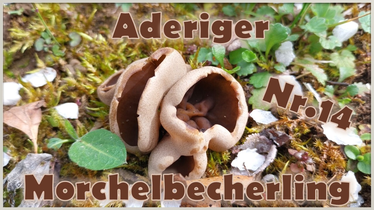 Nr. 14 Der Schwimmbad-Pilz: Aderiger Morchelbecherling, Disciotis venosa (#mushroom #food #fungi)