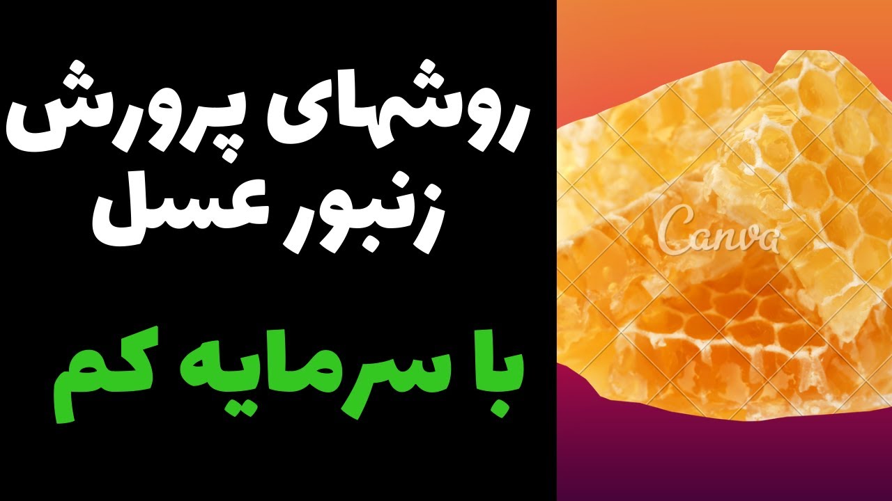 کسب درآمد از پرورش زنبور عسل با سرمایه کم | چطور پرورش زنبور عسل رو به یک تجارت پولساز تبدیل کنیم