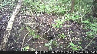 Frequent Scent-marking in a Day for Her Cubs? | Japanese Badger Sett Diary #179