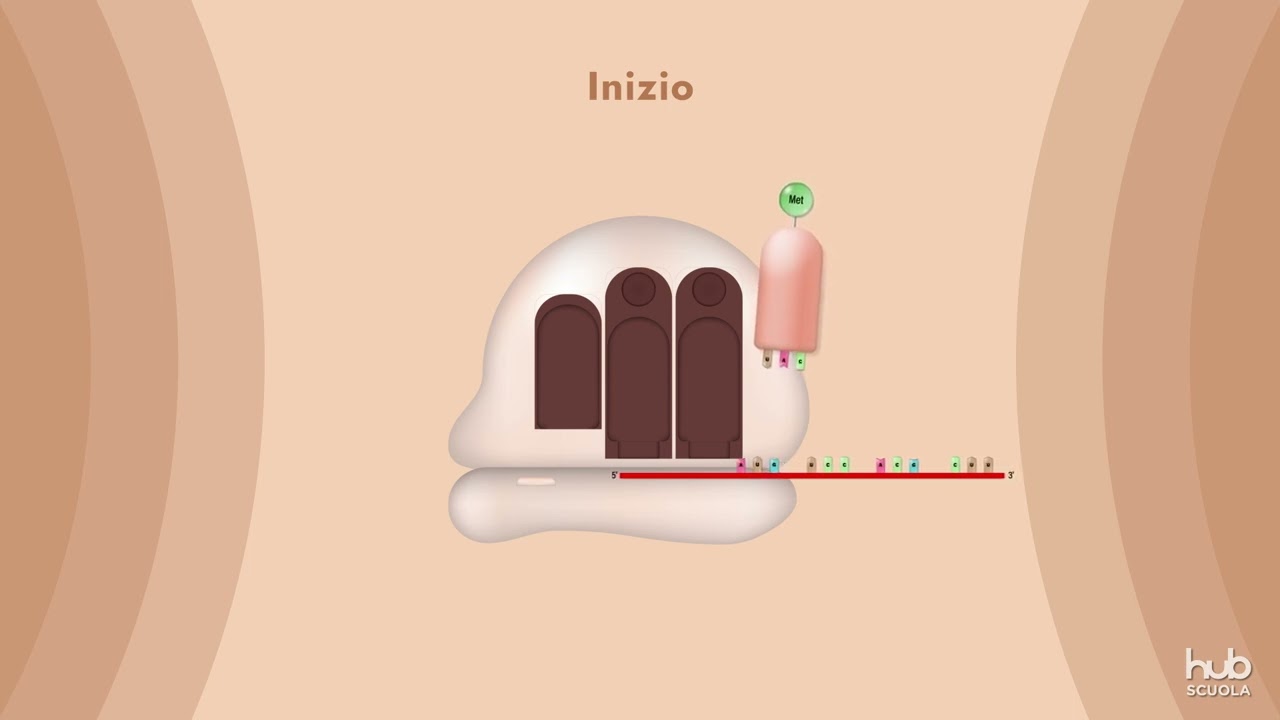 La traduzione — Transcript