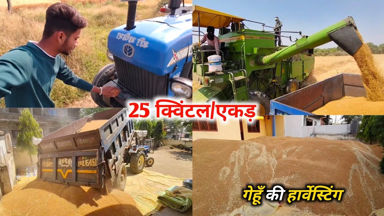 गेहूं की कटाई | तेजस गेहूं का उत्पादन 2025 | Tejas Gehu ki Harvesting | Wheat Harvesting 