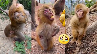 The poor baby monkey has no mother to protect him, and is always bullied and injured by bad monkeys