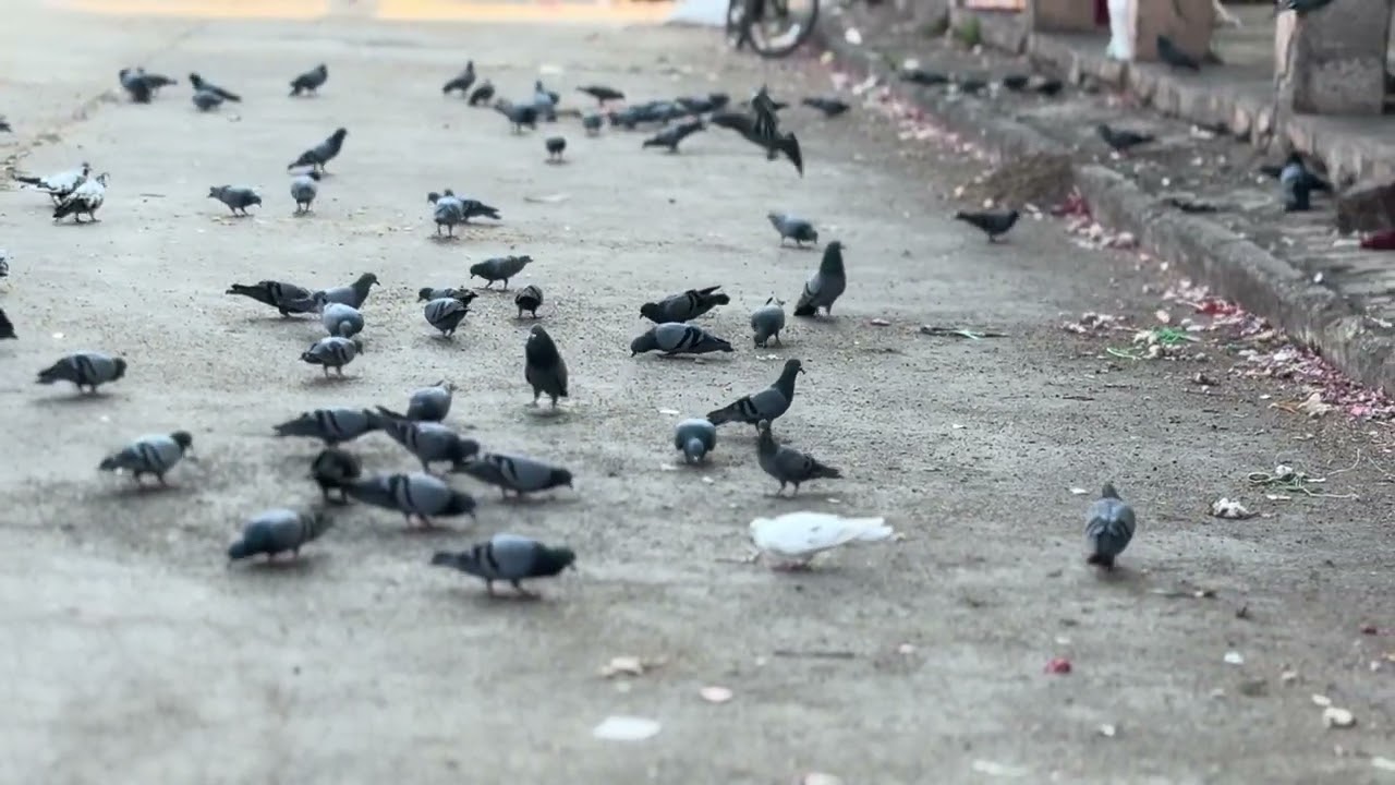 Purshotam Morya bhavnagar Gujarat