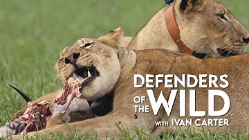 Why Are Apex Predators So Important? | Defenders of the Wild | EarthX
