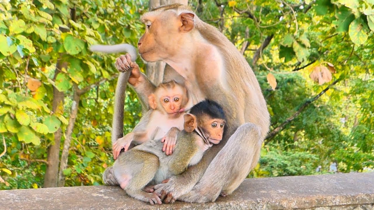 Live: Baby BERILA Enjoys Warm Hugs and Care from Loving Monkey BOBY 🐒💞