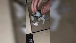 Rescuing a abandoned kitten from the Streets| Kitten happy & playing after her rescue