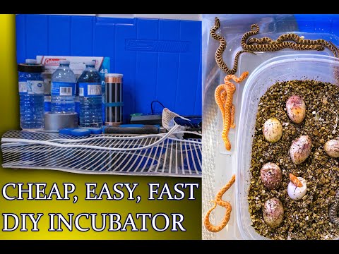 DIY Reptile Egg