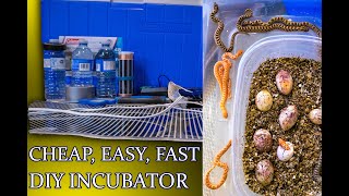 DIY Reptile Egg Incubator How To Build In 15 Minutes For $40 Or Less