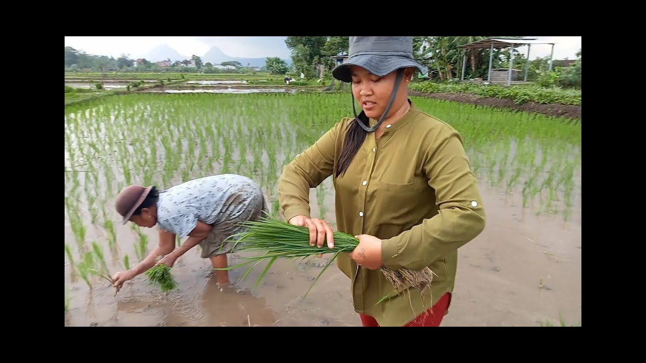 manual rice planting - YouTube